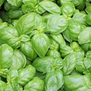 Genovese