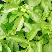 Basil Lemon