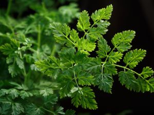 Curled Chervil