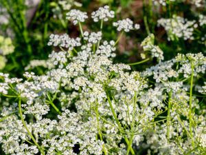 Cumin