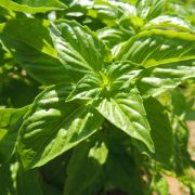 Italian Large Leaf