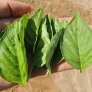 Italian Large Leaf